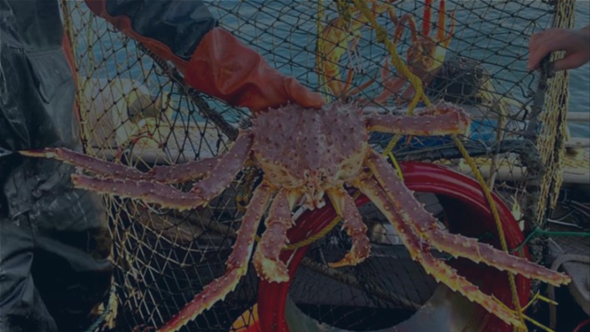 Bergen Crab Hero